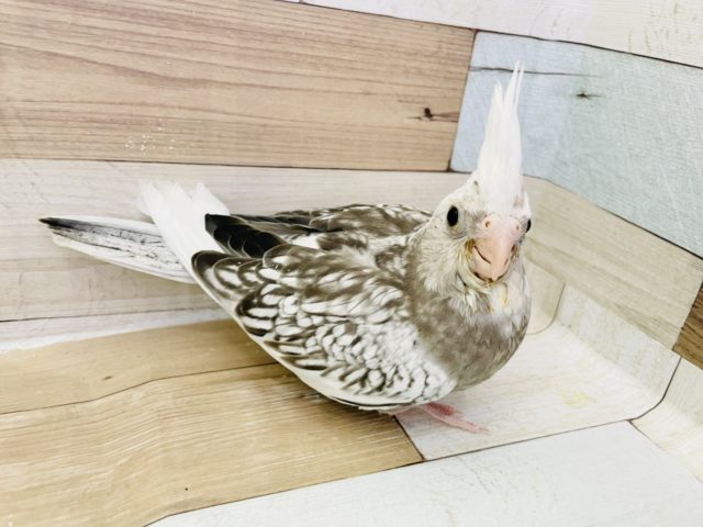 オカメインコ