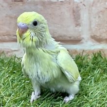 ちょっと濃いめのクリーム色です☆　セキセイインコのひな　2022.3/9撮影