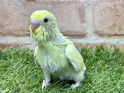 ちょっと濃いめのクリーム色です☆　セキセイインコのひな　2022.3/9撮影