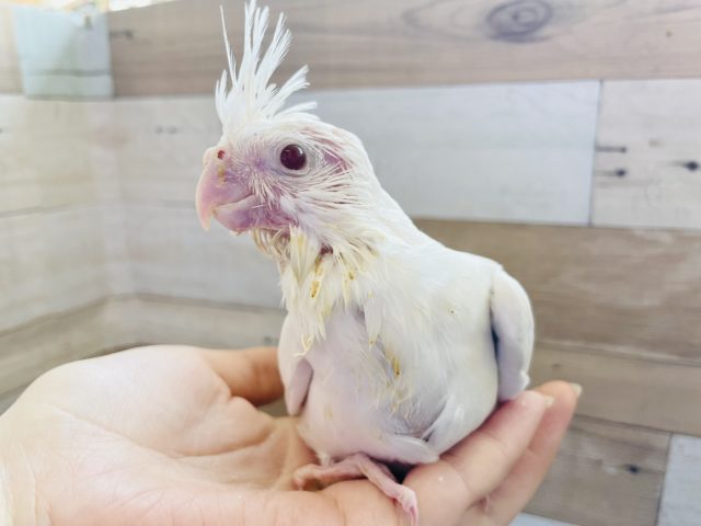 オカメインコ