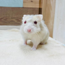 綺麗な瞳に惹き込まれる♥️イエロールビーアイちゃん！