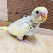 優しい色合いのヒナさんです☆セキセイインコのパステルレインボースパングルパイドカラー！