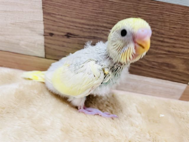 優しい色合いのヒナさんです☆セキセイインコのパステルレインボースパングルパイドカラー！