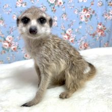 ミーアキャットちゃん入舎しました✨  3/25