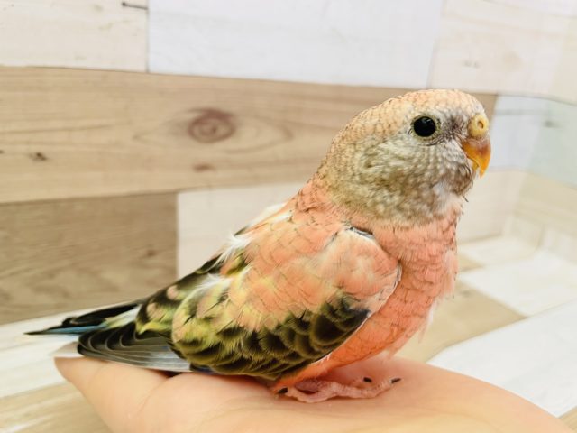 アキクサインコ（秋草インコ）