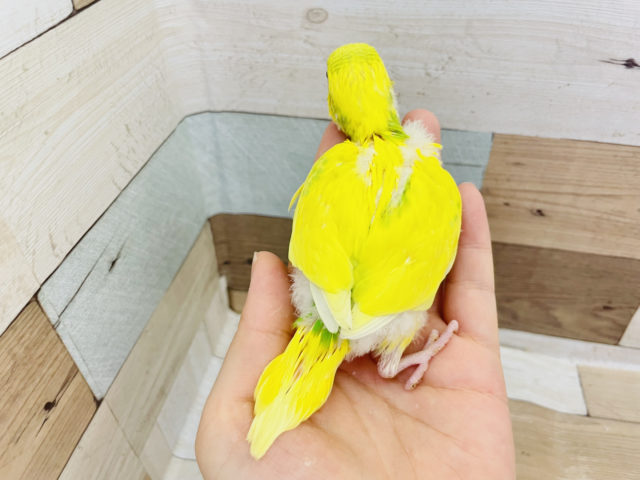 セキセイインコ