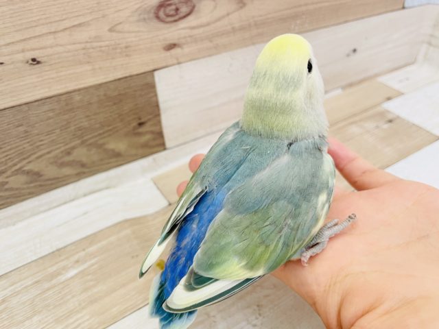 コザクラインコ（小桜インコ）