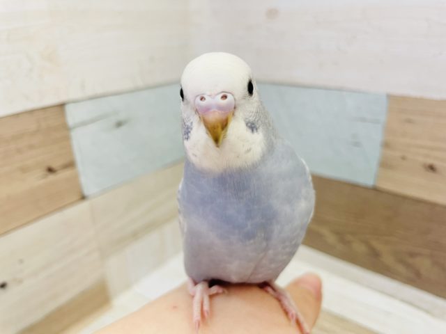 超ホヤホヤ最新画像★甘ったれなセキセイインコヒナ(スパングル)