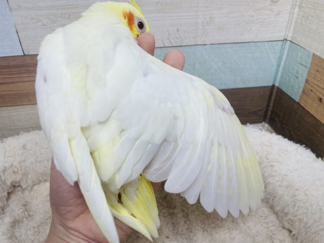 オカメインコ