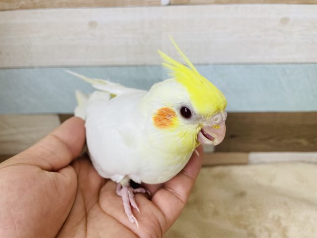 オカメインコ