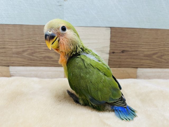 コザクラインコ（小桜インコ）