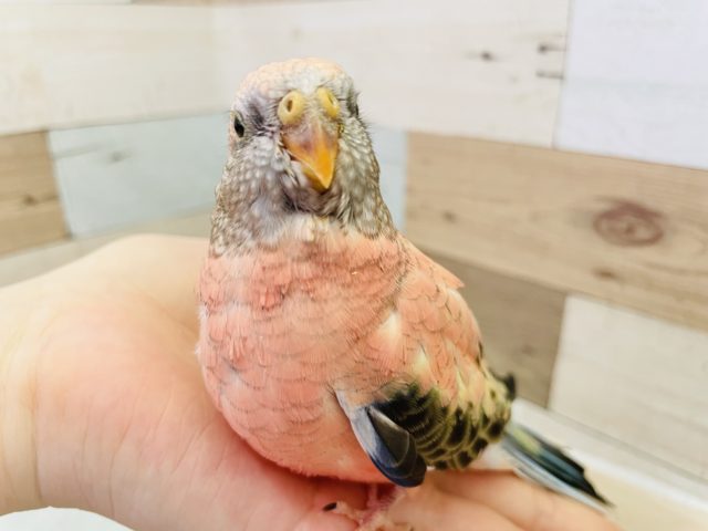 アキクサインコ（秋草インコ）