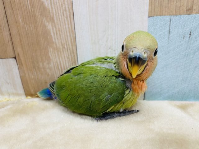 コザクラインコ（小桜インコ）