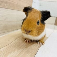 まだまだ小さいよっ♥イングリッシュモルモットくん！