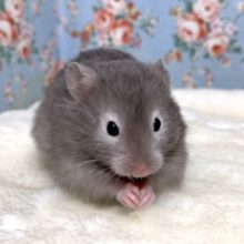 ロングコートハムスター  セーブル  男の子  3月20日