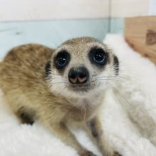 キュートベビーちゃん♡　ミーアキャット