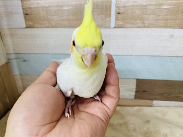 オカメインコ