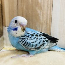 爽やかなカラーのセキセイインコさんやって来ました〜