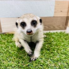 フサフサなお顔にクリクリな目が可愛いです☆ミーアキャット！