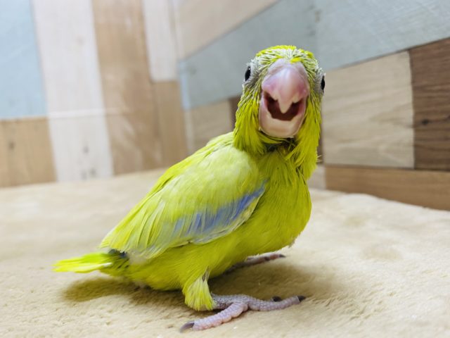 派手なカラーです！マメルリハインコ男の子☆