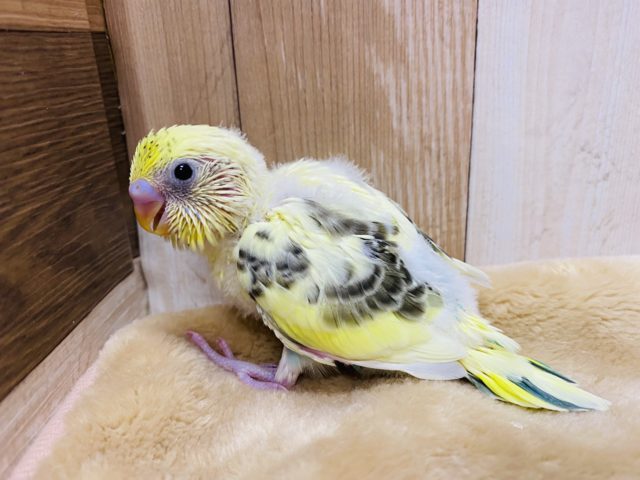 セキセイインコ