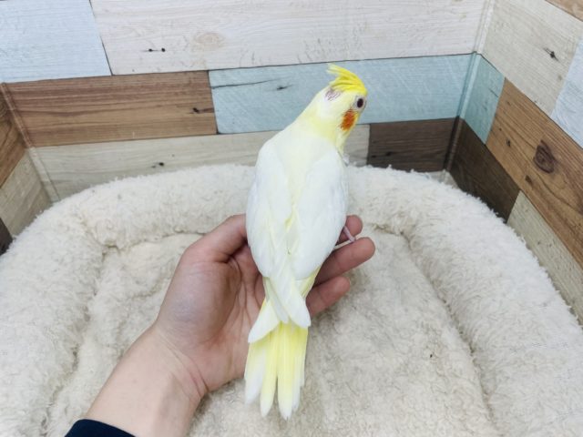 オカメインコ