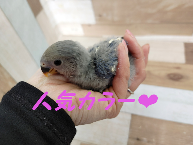 コザクラインコさん(バイオレット ファクター)入荷しました❤