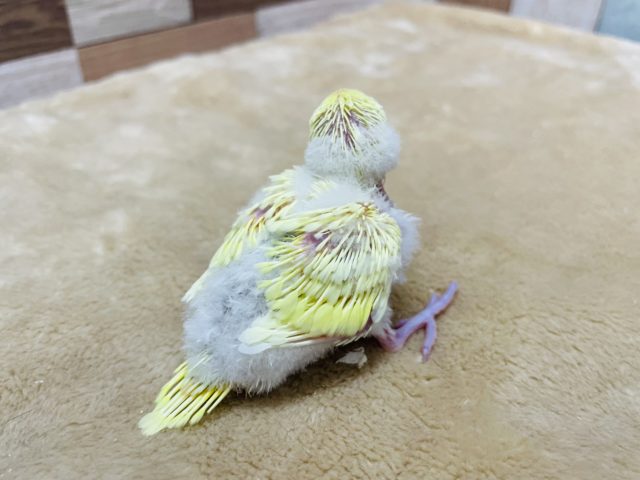 セキセイインコ