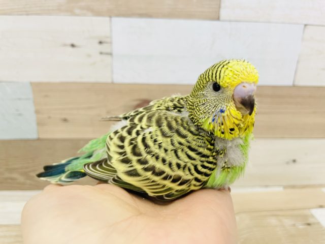 ジャンボセキセイインコ