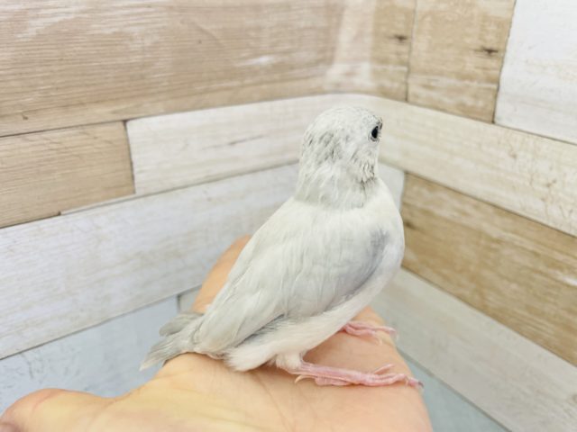 シルバー文鳥