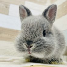 アナタはカワイイ………ネザーランドドワーフ(ブルーマーチン)