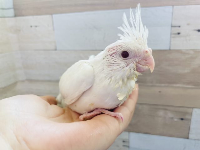 オカメインコ