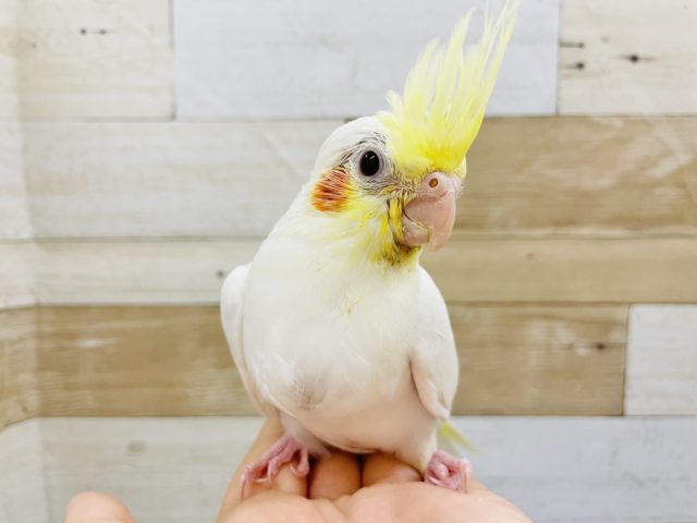 人気者だよっ✨オカメインコヒナ(ルチノー)