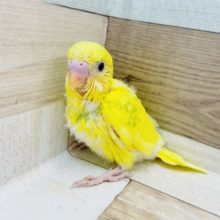 そんな可愛いお顔で見つめられたら…セキセイインコヒナ(イエローパイド)