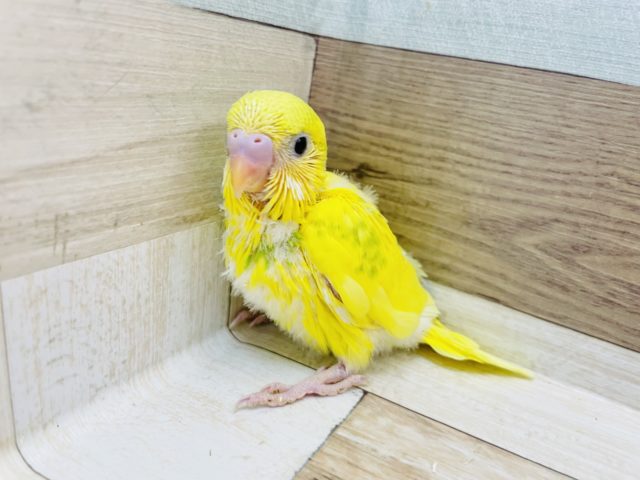 そんな可愛いお顔で見つめられたら…セキセイインコヒナ(イエローパイド)