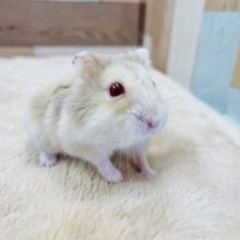 目の色が魅力的なハムスターちゃん♥️イエロールビーアイ！