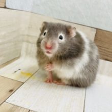 波模様が特徴的な美人さん♡セーブルハムスターちゃん！