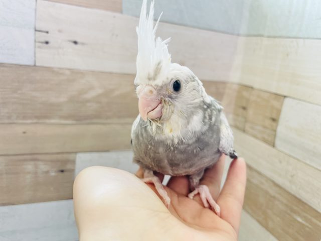 オカメインコ