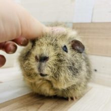 フフッ…嬉しいなぁ〜♡メリノモルモットちゃん！