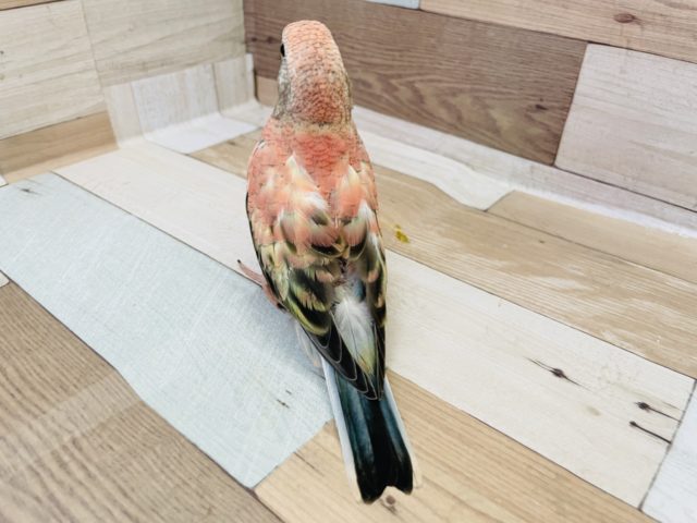 アキクサインコ（秋草インコ）