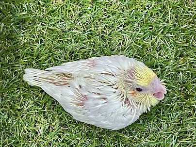 オカメインコ