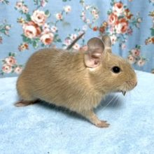 サンドデグー  女の子  3/16