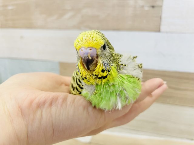 ジャンボセキセイインコ