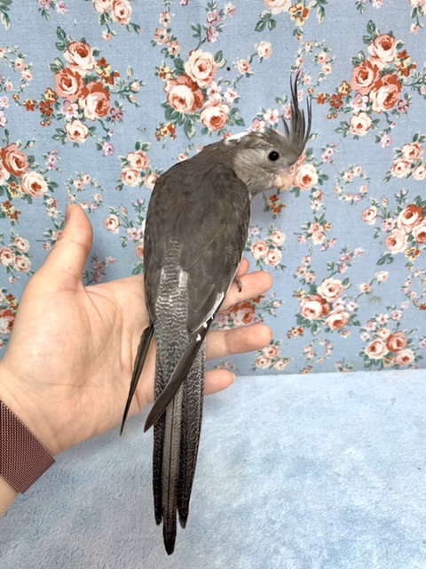 オカメインコ