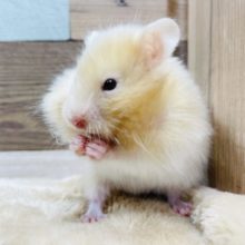 ツヤツヤ長毛でぶどう目の女の子☆サテンハムスター！