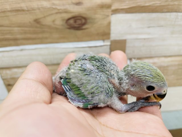 コザクラインコ（小桜インコ）