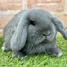 安定のもっちり感☆　ロップイヤーラビットの“ブルー”カラー　2022.3/16撮影