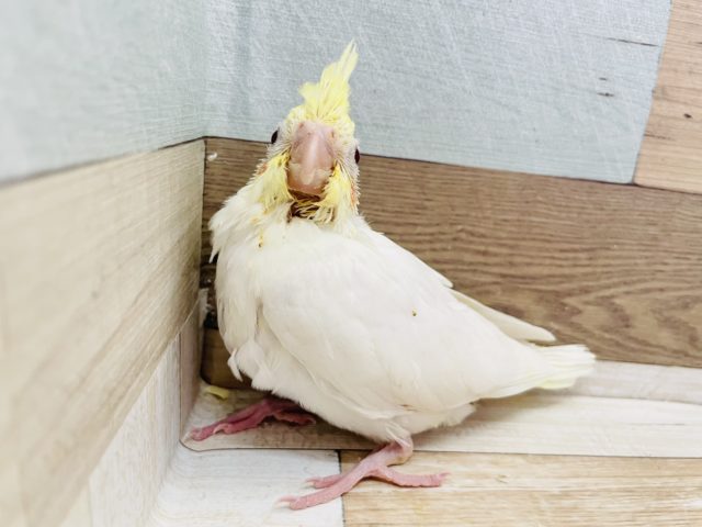 オカメインコ