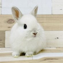 可愛さ満点♡ネザーランドドワーフ(フロスティ)