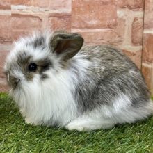 驚きのふんわり感☆　ロップイヤラビットの“ブロークン”カラー　2022.3/16撮影